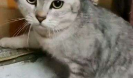关于猫的短视频,短视频里的猫界奇闻趣事